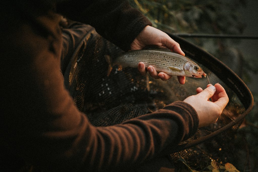 Hands carefully holding a freshly caught grayling above a landing net by the riverbank.