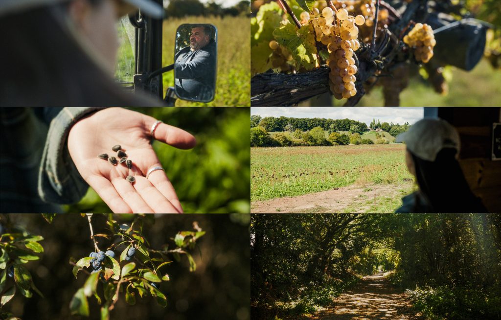 A grid of six images showing rural life and landscapes, including a farmer seen in a vehicle mirror, grapes on a vine, seeds in a hand, a cultivated field, wild berries on a branch, and a sunlit woodland path.