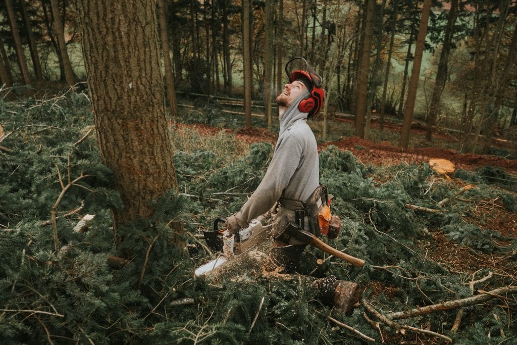 A forestry worker wearing protective helmet and ear defenders uses a chainsaw to fell a tree in a woodland setting.